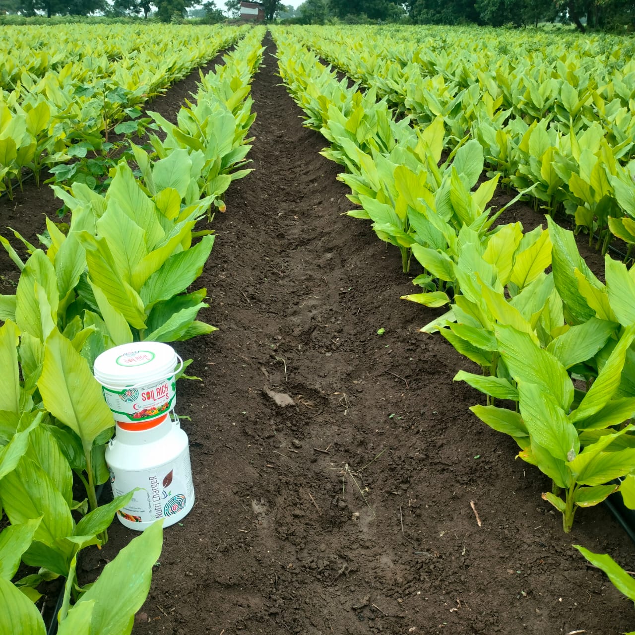 Farmer Plot Visit